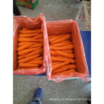 Rojo Fresco Nuevo Crop Carrot (80-150g)